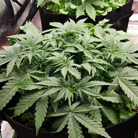 White Widow  growlog timeline photo