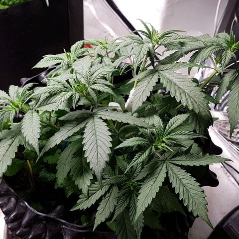 Orange Bud #2 growlog timeline photo