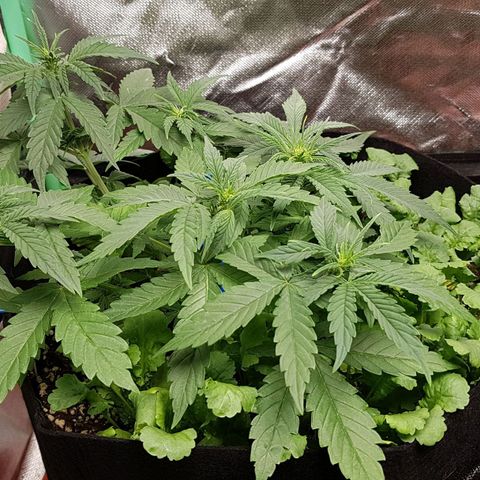 Orange Bud #1 growlog timeline photo