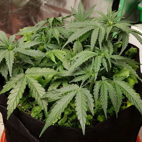 Royal Gorilla growlog timeline photo