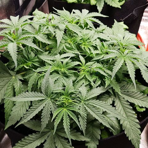 White Widow  growlog timeline photo