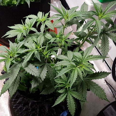 Orange Bud #2 growlog timeline photo