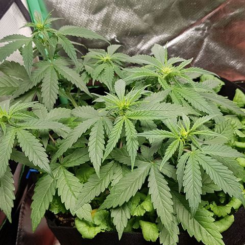 Orange Bud #1 growlog timeline photo