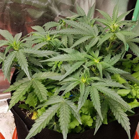 Royal Gorilla growlog timeline photo