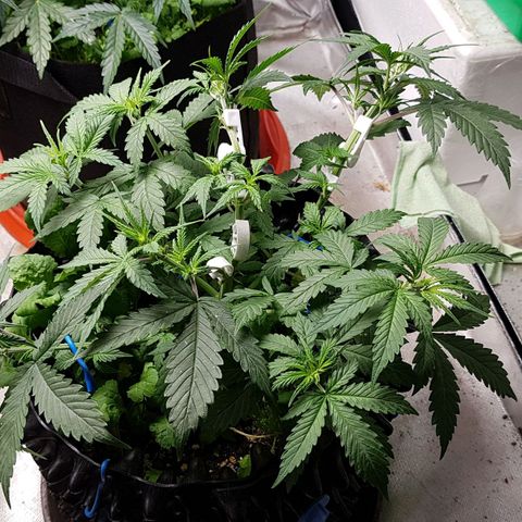 Orange Bud #2 growlog timeline photo