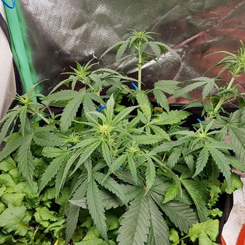 Orange Bud #1 growlog timeline photo