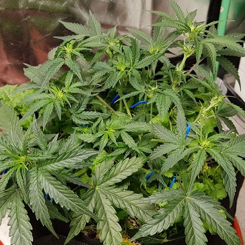 Royal Gorilla growlog timeline photo