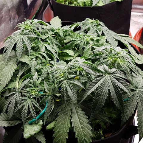 White Widow  growlog timeline photo