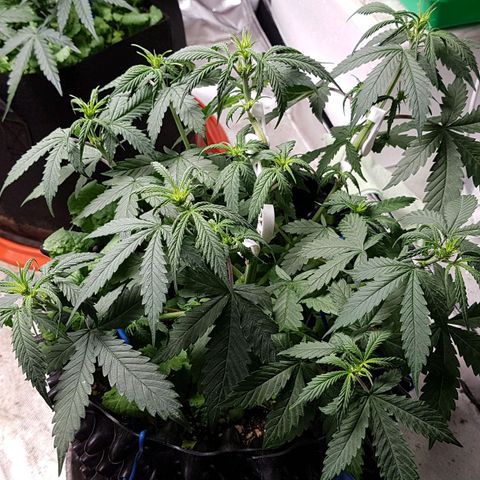 Orange Bud #2 growlog timeline photo