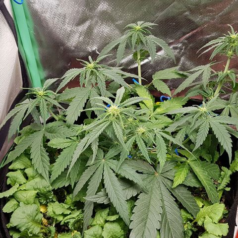 Orange Bud #1 growlog timeline photo
