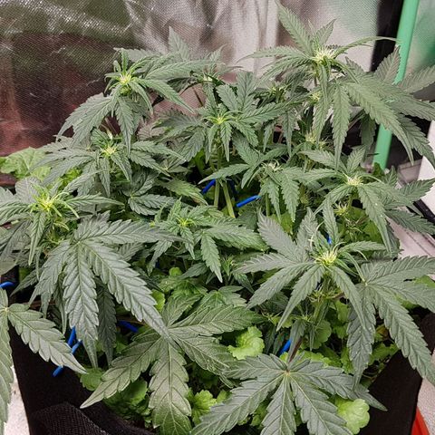 Royal Gorilla growlog timeline photo