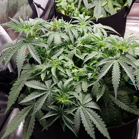 White Widow  growlog timeline photo