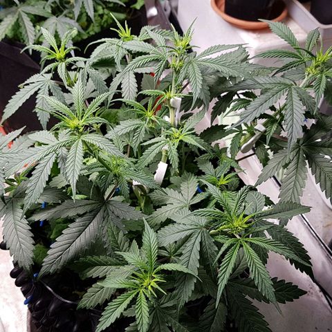 Orange Bud #2 growlog timeline photo
