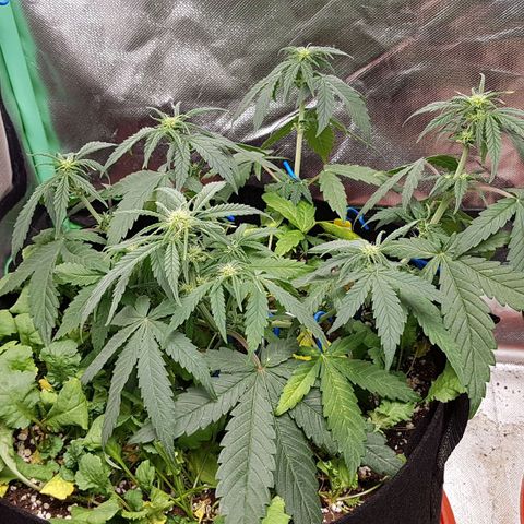 Orange Bud #1 growlog timeline photo