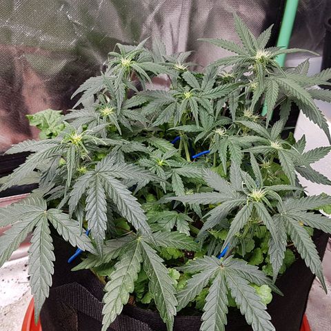 Royal Gorilla growlog timeline photo