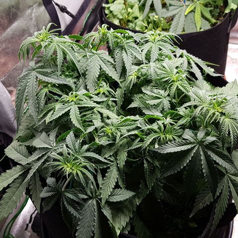 White Widow  growlog timeline photo