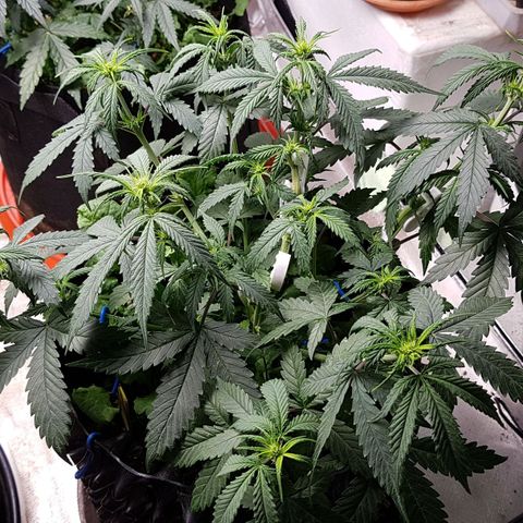 Orange Bud #2 growlog timeline photo