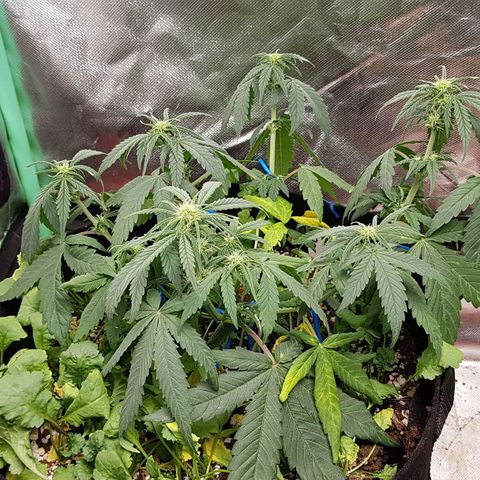 Orange Bud #1 growlog timeline photo