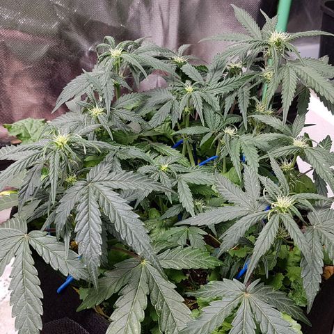 Royal Gorilla growlog timeline photo