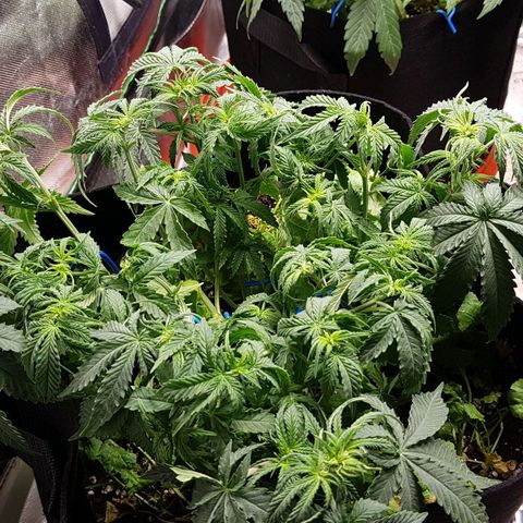 White Widow  growlog timeline photo