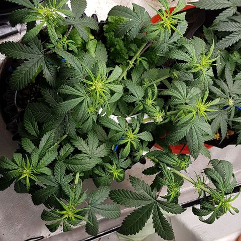 Orange Bud #2 growlog timeline photo