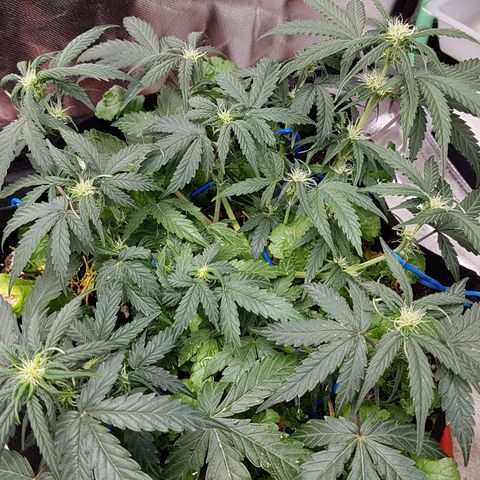 Royal Gorilla growlog timeline photo