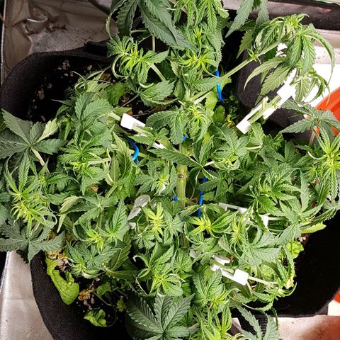 White Widow  growlog timeline photo