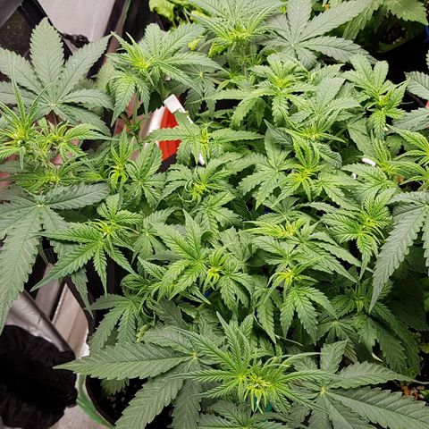 White Widow  growlog timeline photo
