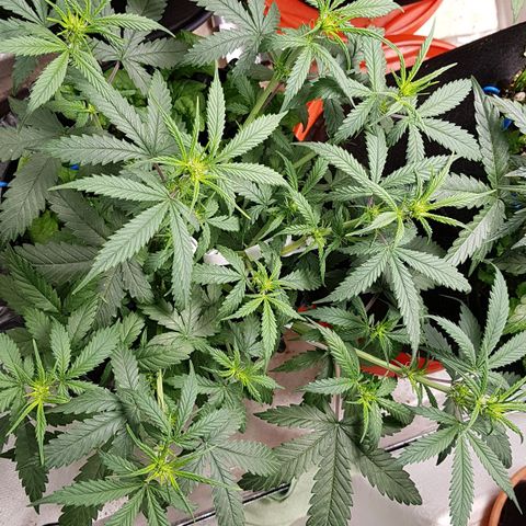 Orange Bud #2 growlog timeline photo
