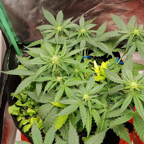 Orange Bud #1 growlog timeline photo