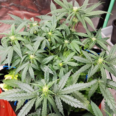 Royal Gorilla growlog timeline photo