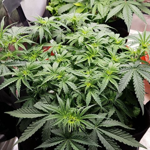 White Widow  growlog timeline photo