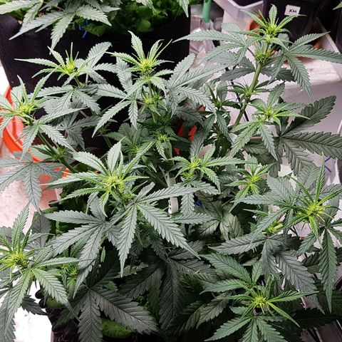 Orange Bud #2 growlog timeline photo