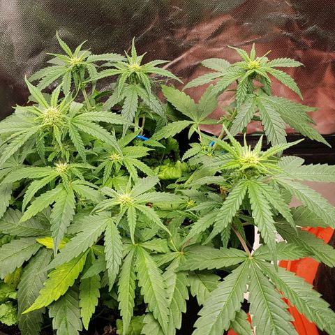 Orange Bud #1 growlog timeline photo