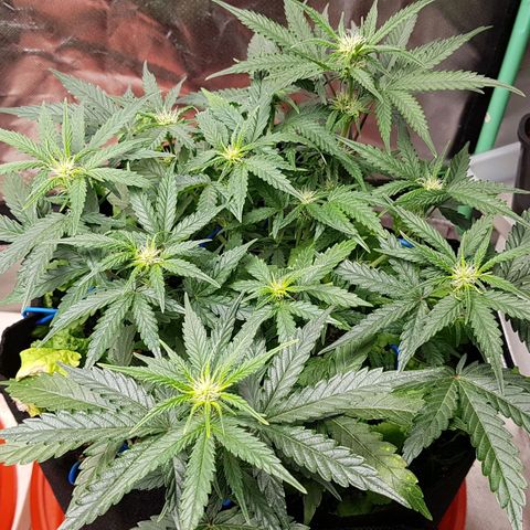 Royal Gorilla growlog timeline photo