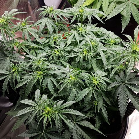 White Widow  growlog timeline photo