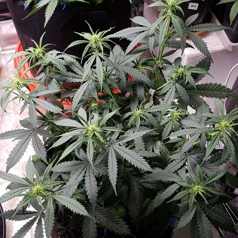 Orange Bud #2 growlog timeline photo