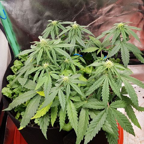 Orange Bud #1 growlog timeline photo