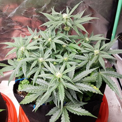 Royal Gorilla growlog timeline photo