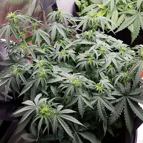 White Widow  growlog timeline photo