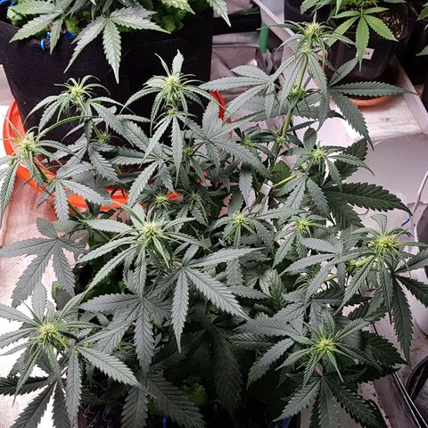 Orange Bud #2 growlog timeline photo