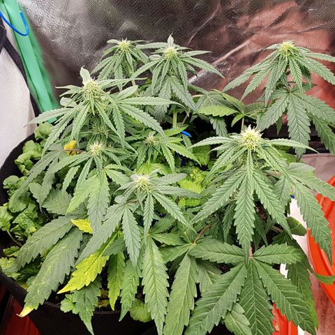 Orange Bud #1 growlog timeline photo