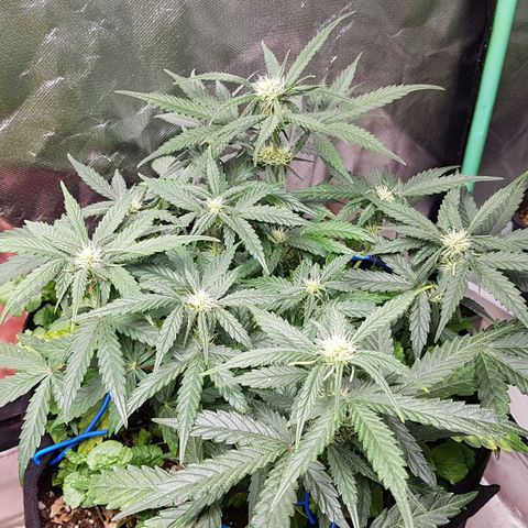 Royal Gorilla growlog timeline photo