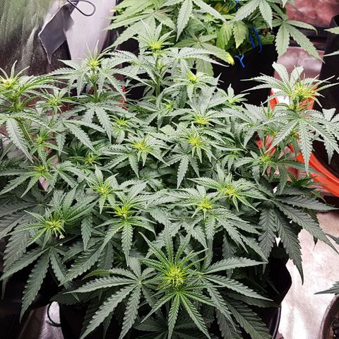 White Widow  growlog timeline photo