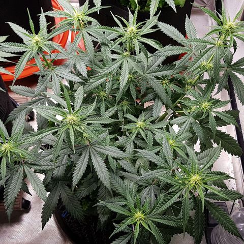 Orange Bud #2 growlog timeline photo