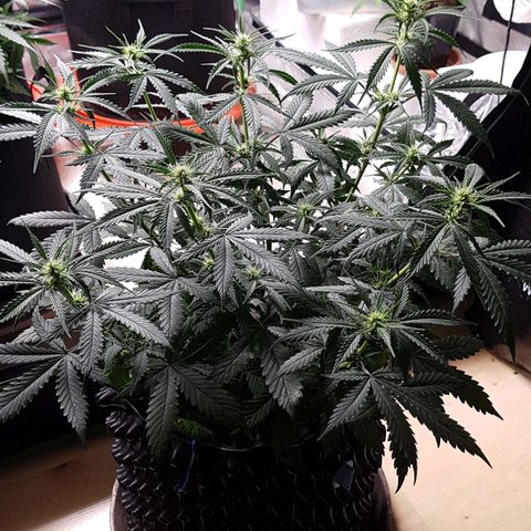 Orange Bud #2 growlog timeline photo