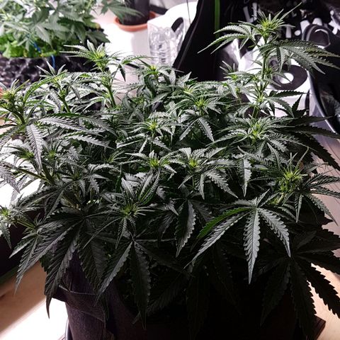 White Widow  growlog timeline photo