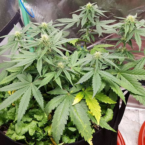 Orange Bud #1 growlog timeline photo