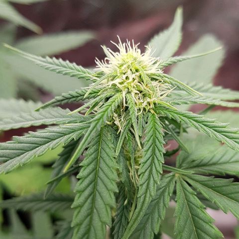 Orange Bud #1 growlog timeline photo