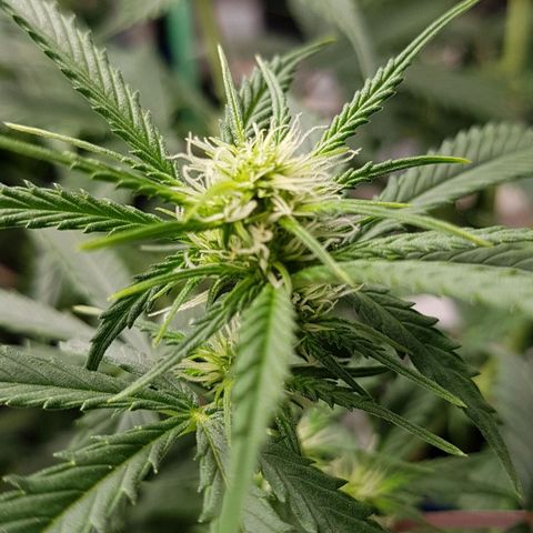 Orange Bud #2 growlog timeline photo